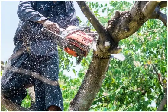 tree services Siren